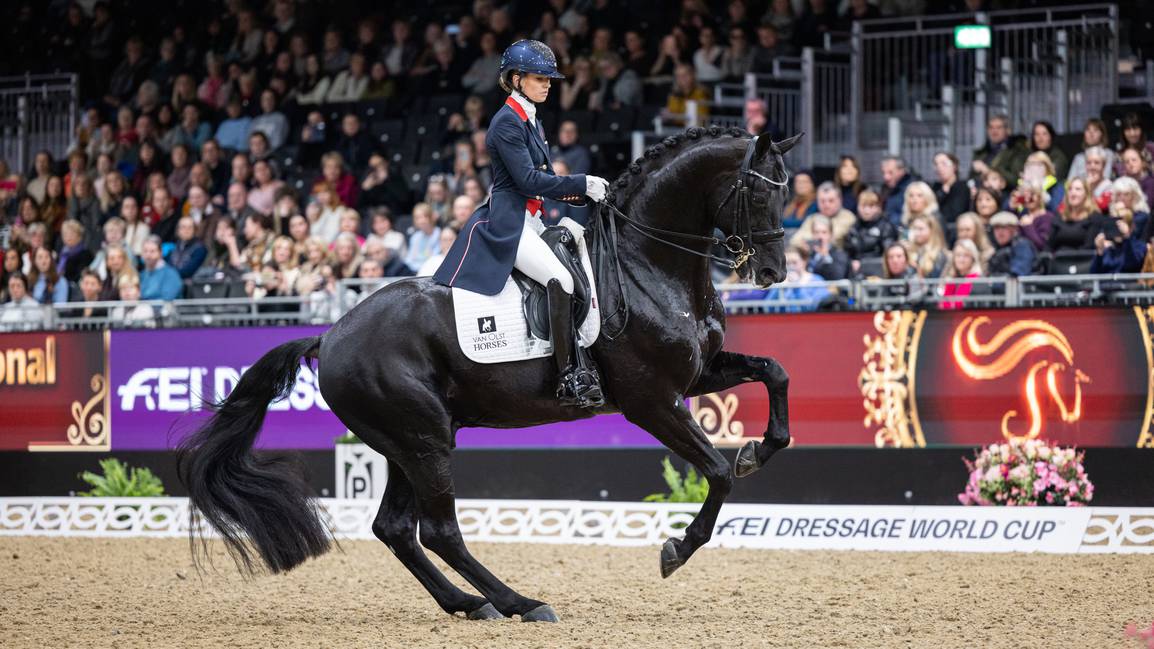 LeMieux Suede Dressage Square - vit - Bild 4
