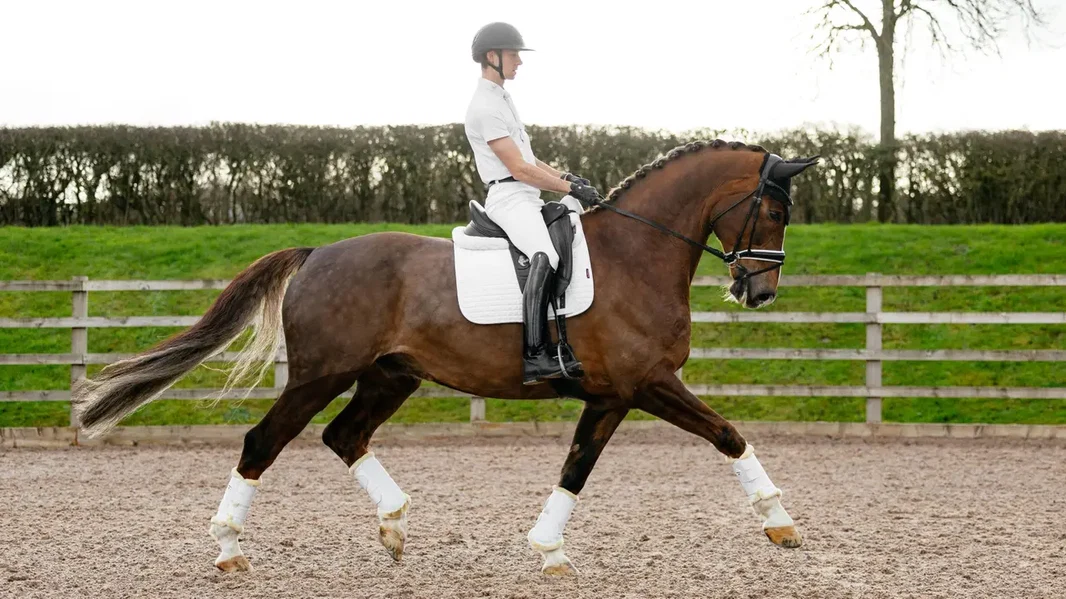 LeMieux Suede Dressage Square - vit - Bild 2